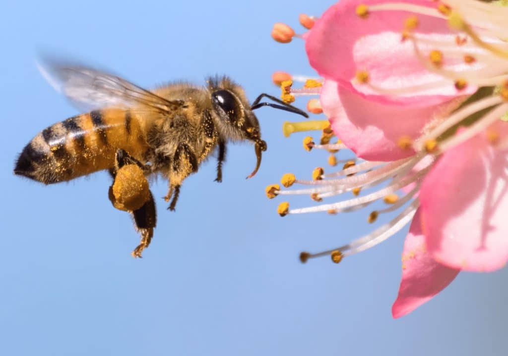 دانستنی‌های جالب علمی درباره پرندگان: زنبور عسل